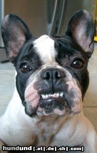 Französische Bulldogge Hunde Foto 4093 Französische Bulldogge Grinsende Emmy