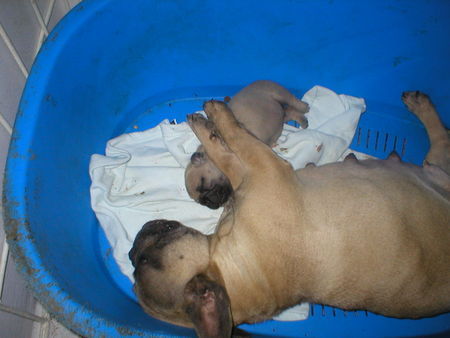 Französische Bulldogge Hunde Foto 29697 Französische Bulldogge Mutti und Sonn