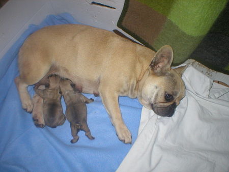 Französische Bulldogge Hunde Foto 26953 Französische Bulldogge Ibiza und babys