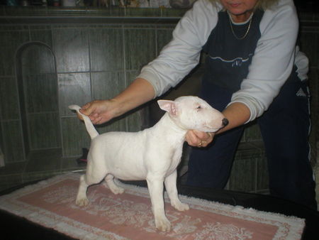 Französische Bulldogge Hunde Foto 26954 Französische Bulldogge Ibiza und babys