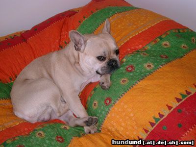 Französische Bulldogge