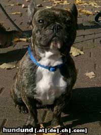 Französische Bulldogge Hunde Foto 6693 Französische Bulldogge maskotchen von TuS.Rrh.Köln