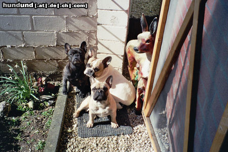Französische Bulldogge