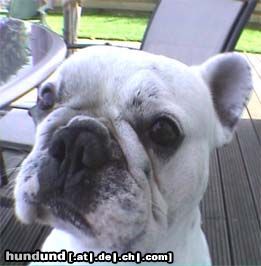 Französische Bulldogge Hunde Foto 5878 Französische Bulldogge mein süßer