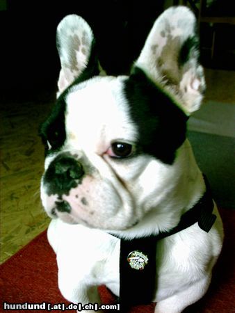 Französische Bulldogge Hunde Foto 22435 Französische Bulldogge