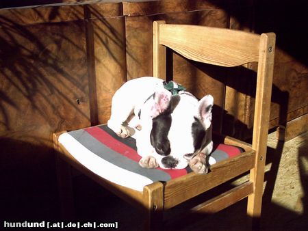 Französische Bulldogge Hunde Foto 22436 Französische Bulldogge