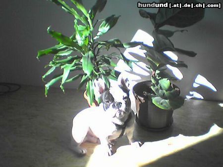Französische Bulldogge Hunde Foto 22434 Französische Bulldogge