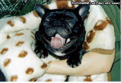 Französische Bulldogge Hunde Foto 23076 in höherer Auflösung ansehen Französische Bulldogge Jochen