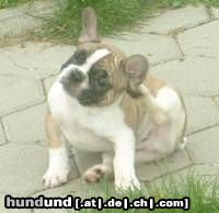 Französische Bulldogge Hunde Foto 45521 in höherer Auflösung ansehen Französische Bulldogge joop