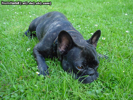 Französische Bulldogge Hunde Foto 24305 in höherer Auflösung ansehen Französische Bulldogge emily