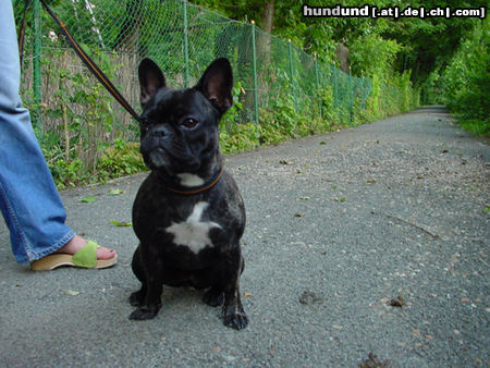 Französische Bulldogge Hunde Foto 24304 in höherer Auflösung ansehen Französische Bulldogge emily