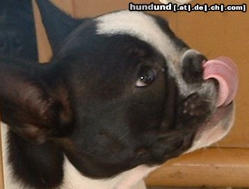 Französische Bulldogge kannst du das mit der Zunge auch???