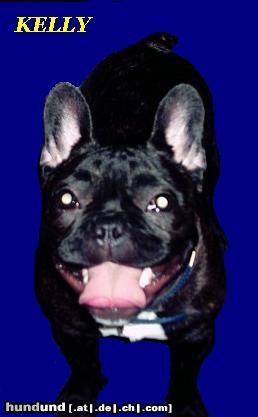 Französische Bulldogge Kelly 7 monate alt