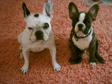 Französische Bulldogge Hunde Foto 39444 Französische Bulldogge Mutter und Sohn