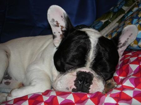Französische Bulldogge Hunde Foto 31832 in höherer Auflösung ansehen Französische Bulldogge Hier bin ich noch klein magic