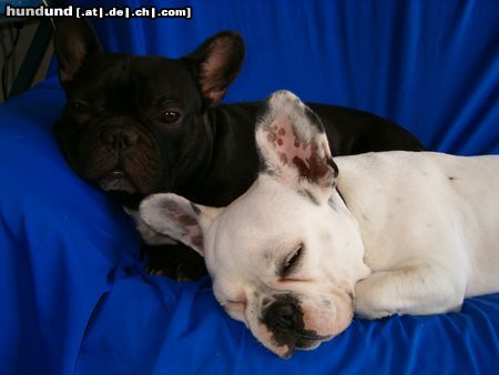 Französische Bulldogge Hunde Foto 5269 Französische Bulldogge Ferien