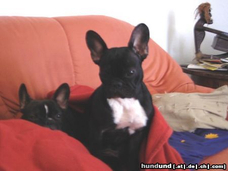 Französische Bulldogge Lucy & Pepi 