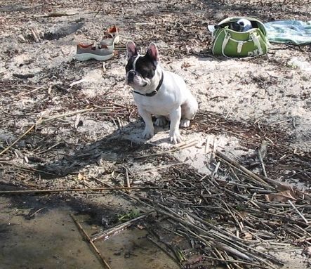 Französische Bulldogge Hunde Foto 31833 Französische Bulldogge Nun bin ich schon 2 Jahre Alt