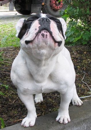 Französische Bulldogge Hunde Foto 31914 Französische Bulldogge ich bin kein anaboliker Tiger