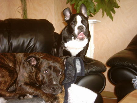 Französische Bulldogge Major und Angy