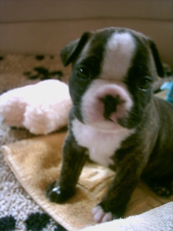 Französische Bulldogge Hunde Foto 39389 Französische Bulldogge Frauchen sagt: Ich bin sooo süß und frech