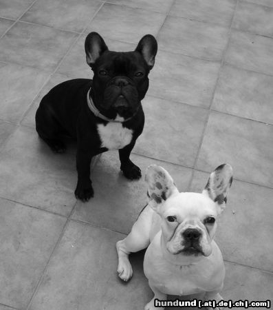 Französische Bulldogge Hunde Foto 5057 Französische Bulldogge Max und Amelié