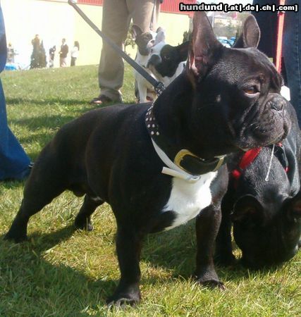 Französische Bulldogge Hunde Foto 11240 Französische Bulldogge Max, perfect