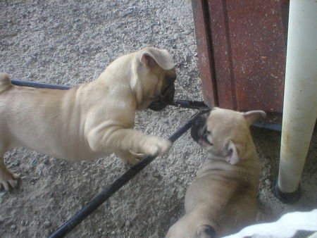 Französische Bulldogge Hunde Foto 31303 Französische Bulldogge Hello Schwester
