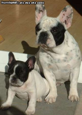 Französische Bulldogge Hunde Foto 45522 in höherer Auflösung ansehen Französische Bulldogge medusa+tiny