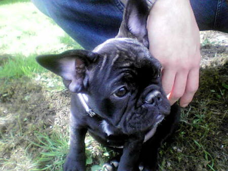 Französische Bulldogge Hunde Foto 30203 Französische Bulldogge ...ich bin sooo klein!