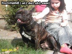 Französische Bulldogge Caron , der Mann von Mabel !