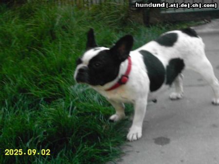 Französische Bulldogge Hunde Foto 25835 Französische Bulldogge Mabel