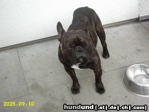 Französische Bulldogge Hunde Foto 25833 Französische Bulldogge Caron , der Mann von Mabel !