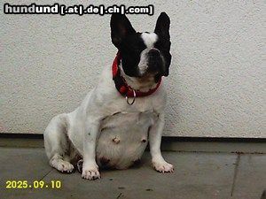 Französische Bulldogge Hunde Foto 25832 Französische Bulldogge Unsere Mabel hoch tragend