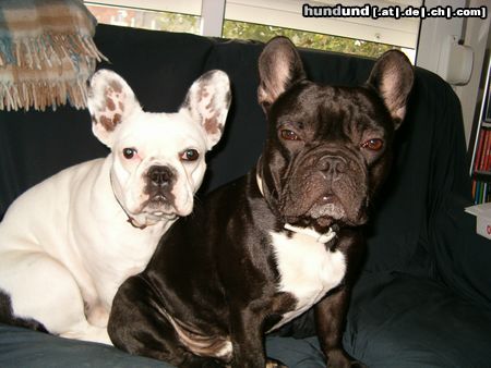 Französische Bulldogge