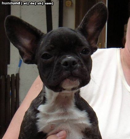 Französische Bulldogge momo