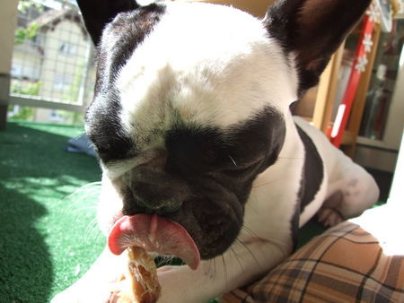 Französische Bulldogge Hunde Foto 38989 Französische Bulldogge schmeckt gut!
