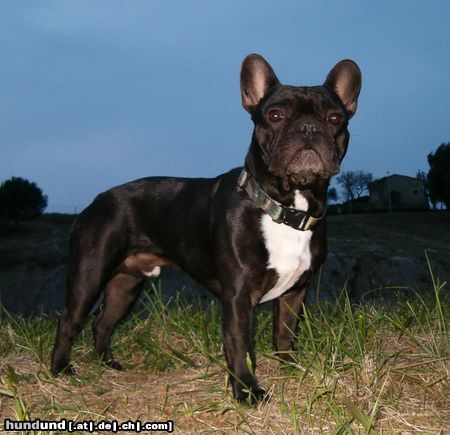 Französische Bulldogge Hunde Foto 7738 Französische Bulldogge Max, very beautiful