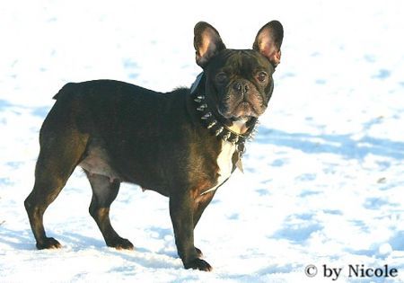 Französische Bulldogge Prater 