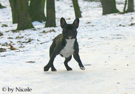 Französische Bulldogge im Prater