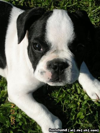 Französische Bulldogge PARIS
