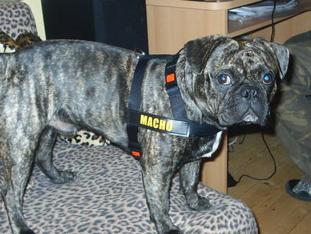 Französische Bulldogge Hunde Foto 33964 Französische Bulldogge pepe-bullmops