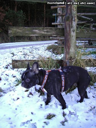 Französische Bulldogge Pepi´s erster Schnee