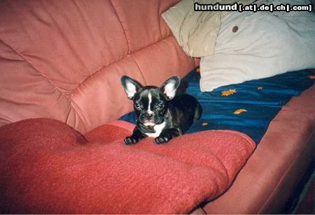 Französische Bulldogge Hunde Foto 11959 Französische Bulldogge Pepi 10 wochen alt