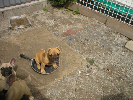 Französische Bulldogge Hunde Foto 33178 in höherer Auflösung ansehen Französische Bulldogge Hello.