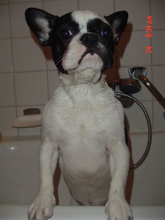 Französische Bulldogge Hunde Foto 38987 Französische Bulldogge unser Manni