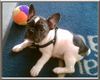 Französische Bulldogge Foto: Der kleine Mann Bruno (ID 22781) Französische Bulldogge Hund