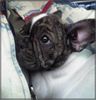 Französische Bulldogge Foto: Im neuen Arm liegen (ID 22030) Französische Bulldogge Hund