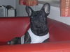 Französische Bulldogge Foto: Spieglein Spieglein an der Wand... wer ist der Schönste im ganzen Land? (ID 39247) Französische Bulldogge Hund