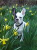 Französische Bulldogge Foto: Ja ist denn schon Ostern? (ID 37203) Französische Bulldogge Hund